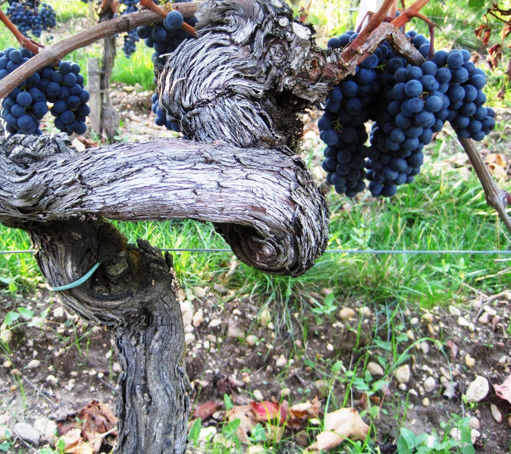 Knowing Jesus Seven Works Of The Vine John 15 1 11 Part 2 